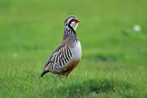 Alectoris: Red-Legged Partridge - male calling from meadow