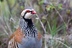 Guadalajara: Red-legged Partridge. near Guadalajara, Castilla