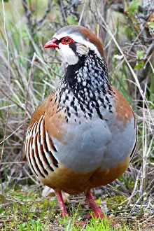 Guadalajara: Red-legged Partridge. near Guadalajara, Castilla