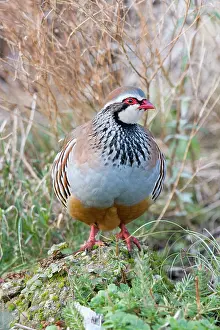 Alectoris: Red Legged Partridge - Norfolk UK