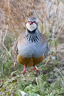 Partridges: Red-legged partridge - Norfolk UK