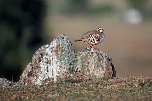 Alectoris: Red-legged Partridge - perched on stones