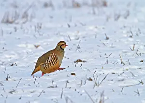 Brian Bevan: Red-legged Partridge - running in snow