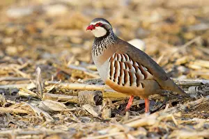 Partridge: Red Legged Partridge - single adult standing in a field