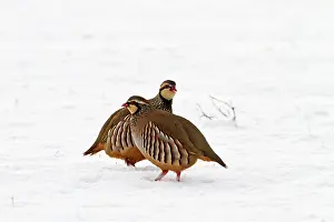 Brian Bevan: Red-legged Partridge - two in snow