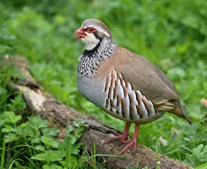 Partridges: Red-legged Partridge - stood on log - calling