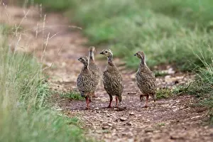Alectoris: Red-legged Partridge - Young
