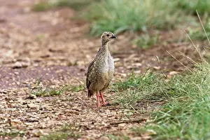 Alectoris: Red-legged Partridge - Young