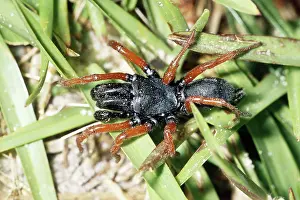 Purse: Red-legged Purseweb Spider