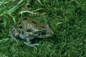 Maculata: Red-Legged Running Frog