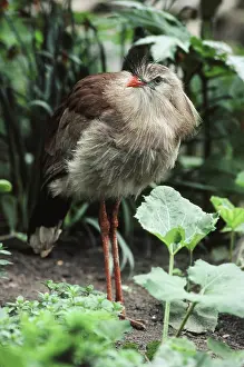 Cariama: Red-legged Seriema