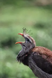 Cariama: Red-legged Seriema
