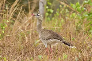 Cristata: Red-legged Seriema