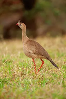 Cariama: Red-legged Seriema - one adult stalking over a pasture