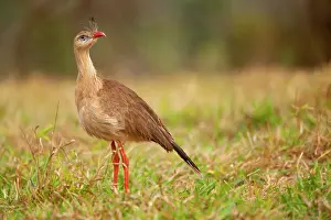 Cariama: Red-legged Seriema - one adult standing in a pasture