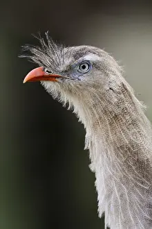 Direct: Red-legged seriema (Cariama cristata), portrait