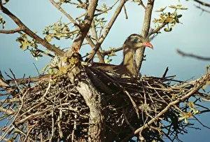 Cariama: Red-legged Seriema / Crested Cariama - in nest