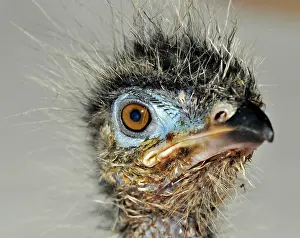 Cariama: Red-legged Seriema / Crested Cariama - newly hatched chick
