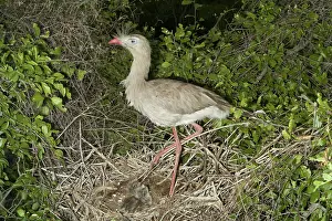 Cariama: Red-legged Seriema with Young