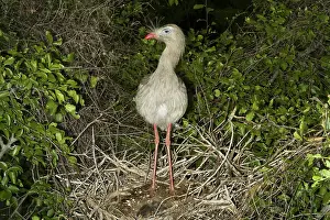 Cariama: Red-legged Seriema with Young