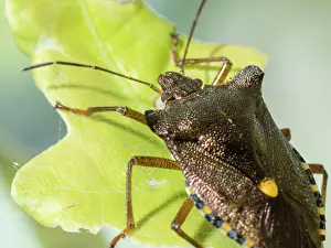 Shield: Red Legged Shield Bug - Forest Bug - UK