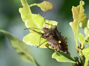 Shield: Red Legged Shield Bug - Forest Bug - UK
