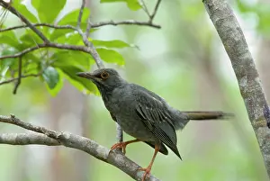Plumbeus: Red-legged Thrush