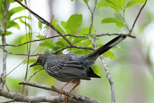 Plumbeus: Red-legged Thrush