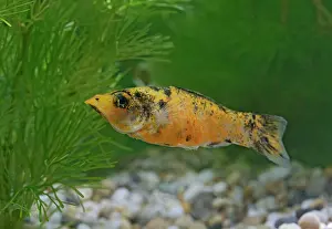 Variant: Red Leopard Molly - side view by weeds - variant