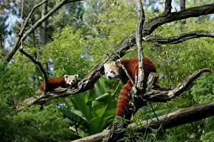 Crepuscular: Red / Lesser PANDA / Red cat-bear