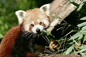 Crepuscular: Red / Lesser PANDA / Red cat-bear