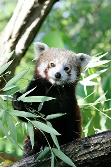 Crepuscular: Red / Lesser PANDA / Red cat-bear