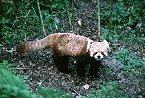 Pandas: Red / Lesser PANDA / Red cat-bear