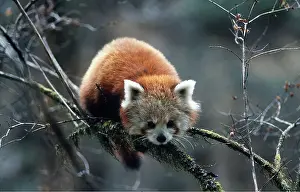 Balancing: Red / Lesser PANDA / Red cat-bear