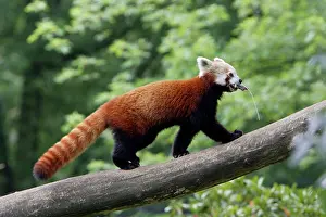 Lesser: Red / Lesser PANDA / Red cat-bear - animal transporting