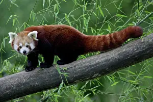 Lesser: Red / Lesser PANDA / Red cat-bear - animal on tree stem