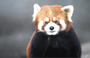 Panda: Red / Lesser PANDA / Red cat-bear - close-up of head