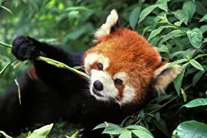 Aisan: Red / Lesser PANDA / Red cat-bear - Eating bamboo shoot
