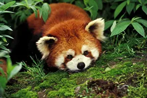 Aisan: Red / Lesser PANDA / Red cat-bear - Lying on moss