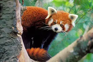 Red / Lesser PANDA / Red cat-bear - Peering round