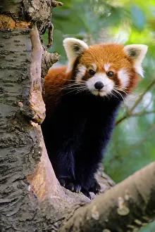 Lesser: Red / Lesser PANDA / Red cat-bear - Peering round