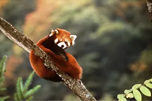 Panda: Red / Lesser PANDA / Red cat-bear - Sitting on branch