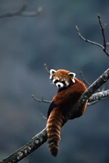 Panda: Red / Lesser PANDA / Red cat-bear - sitting in tree