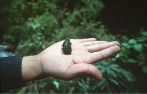 Faeces: Red / Lesser PANDA / Red cat-bear - SPRAINT held in hand