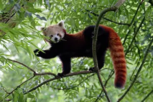 Lesser: Red / Lesser PANDA / Red cat-bear - in tree
