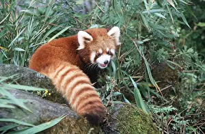 Pandas: Red / Lesser PANDA / Red cat-bear - among vegetation