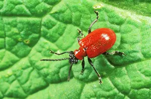 Ailsa Hopkin: Red Lily BEETLE