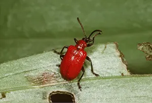 Washing: Red Lily Beetle