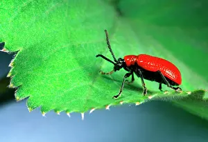 Lilii: Red Lily Beetle - Adult on leaf
