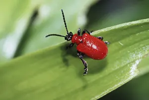 Antennae: Red LILY BEETLE - adult on leaf